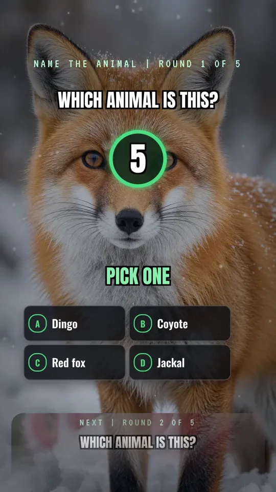 Name the animal quiz video, round one